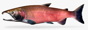 coho salmon model