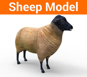 sheep 3D