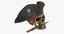 pirate skull 01 3D model