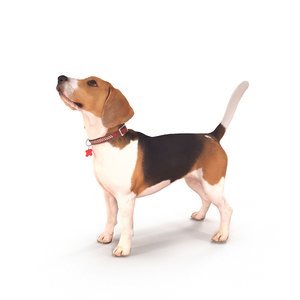 3D beagle standing model