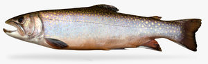 brook trout 3D model