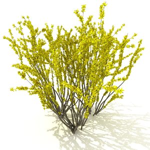 forsythia garden yellow 3D model