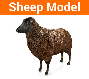 3D sheep black
