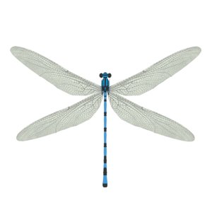 3D dragonfly model