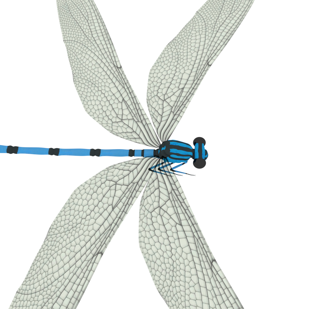 dragonfly 3d model stl free download