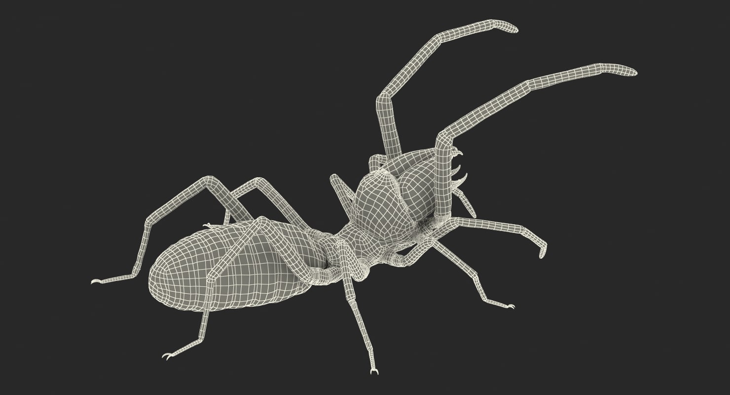 3d wind scorpion spider with fur