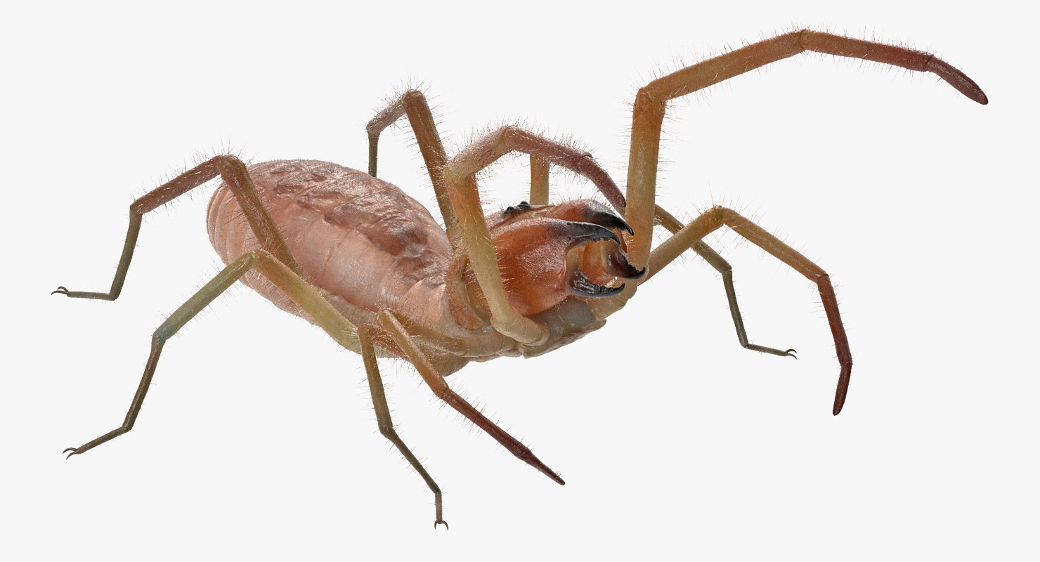 3d wind scorpion spider with fur