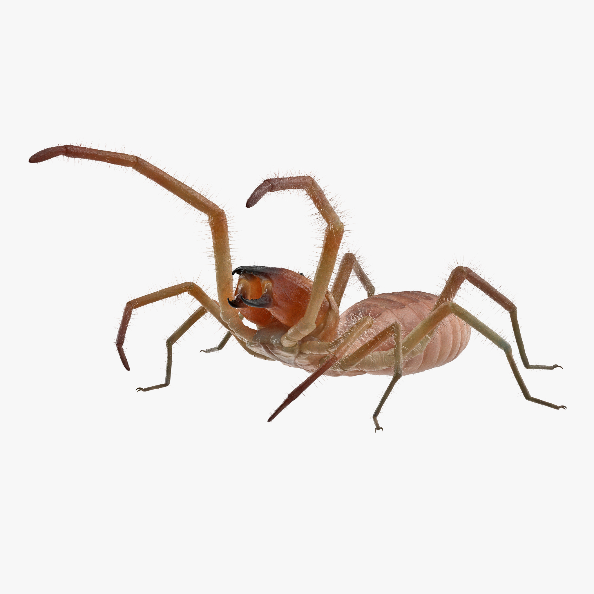 Wind Scorpion Spider Wind Scorpion Spider
