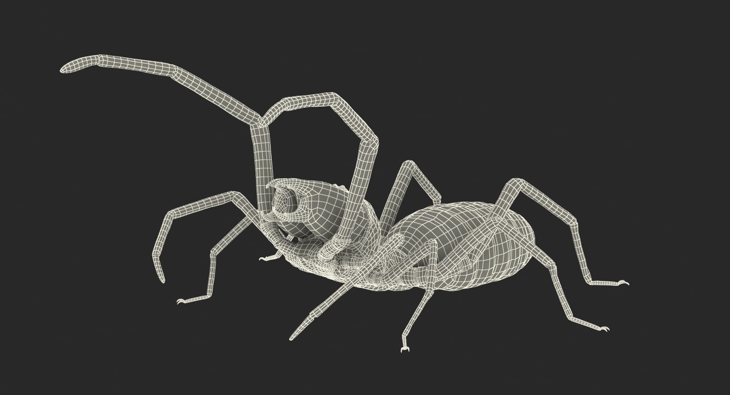 3d wind scorpion spider with fur