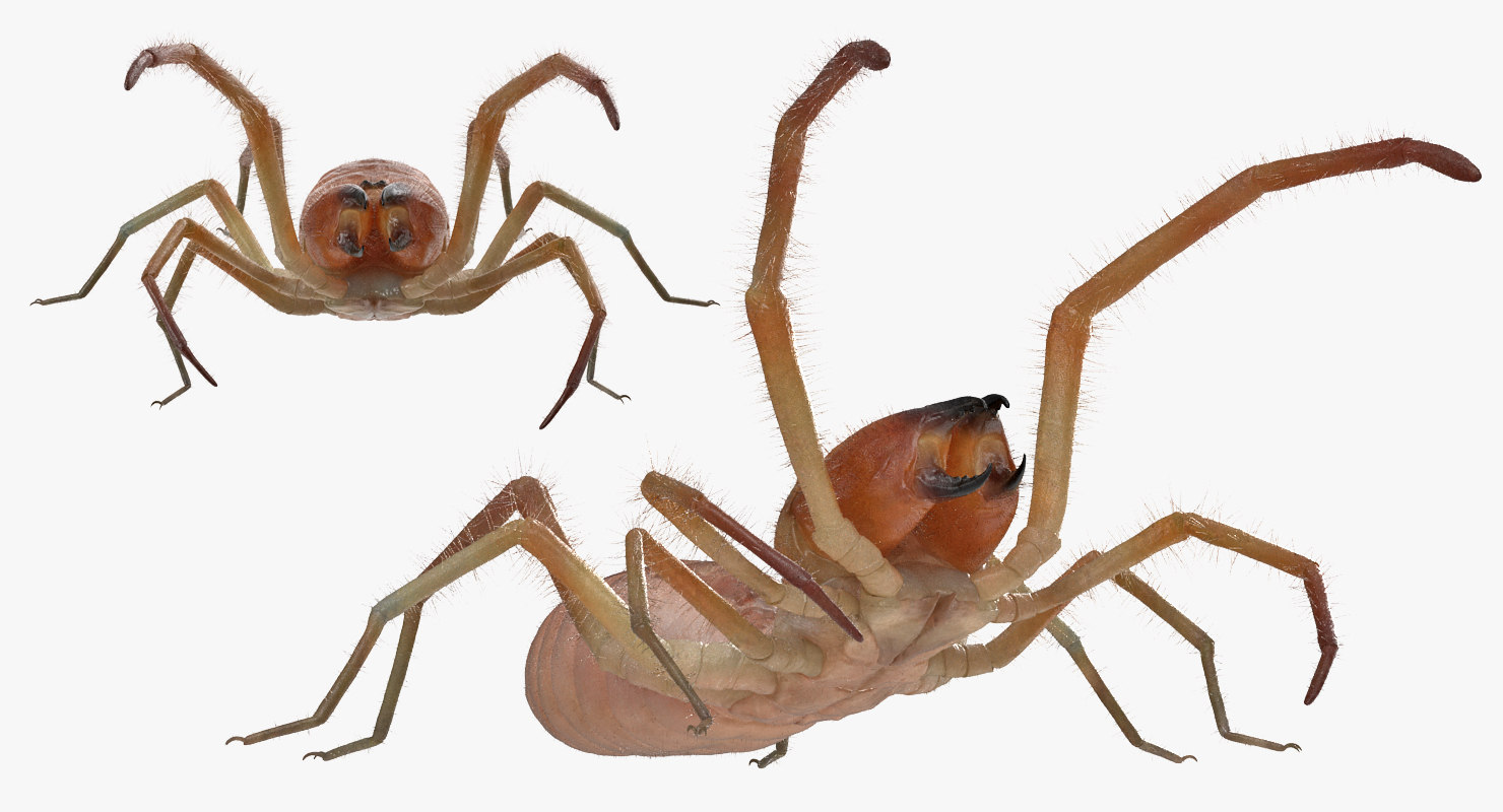 3d wind scorpion spider with fur