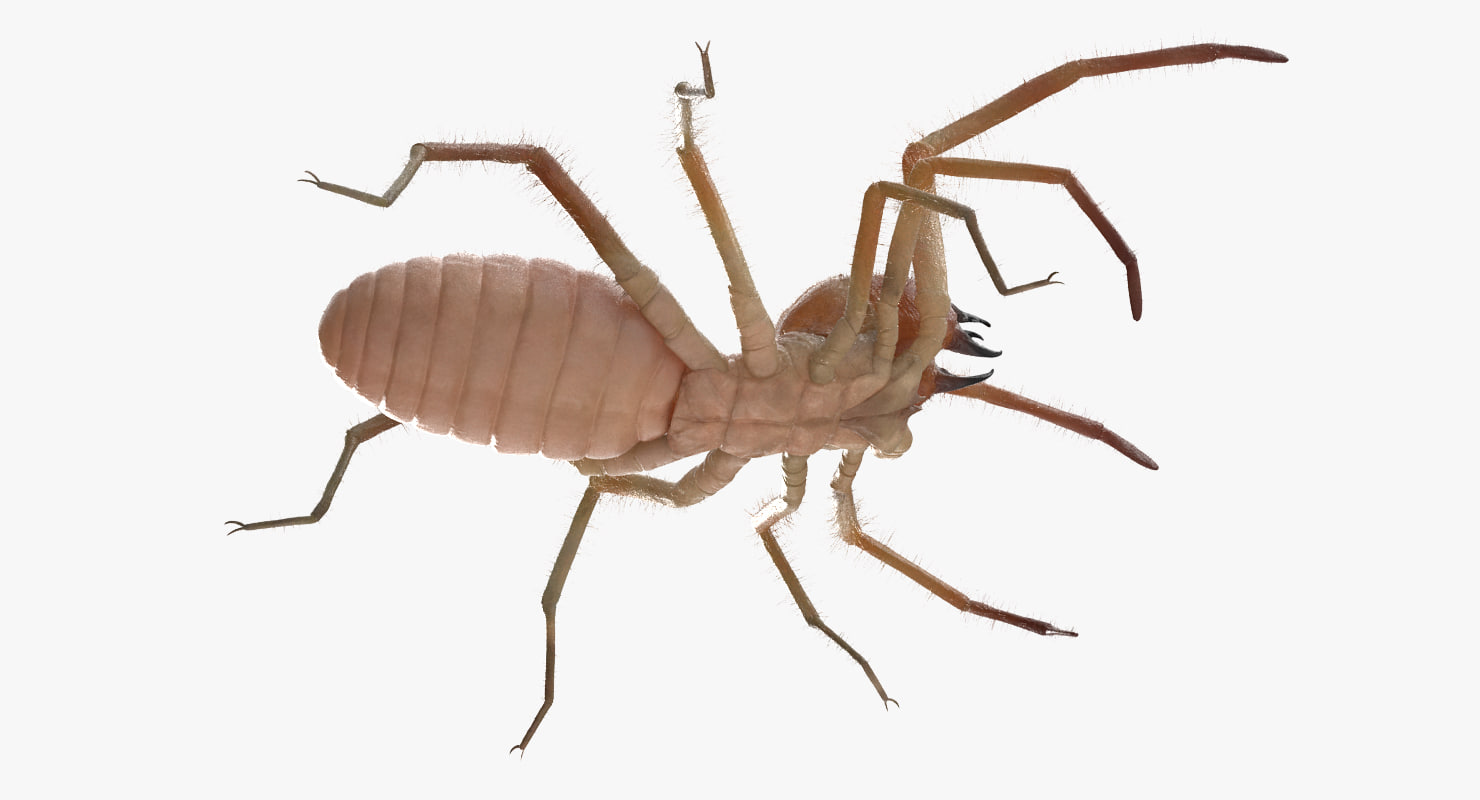 3d wind scorpion spider with fur