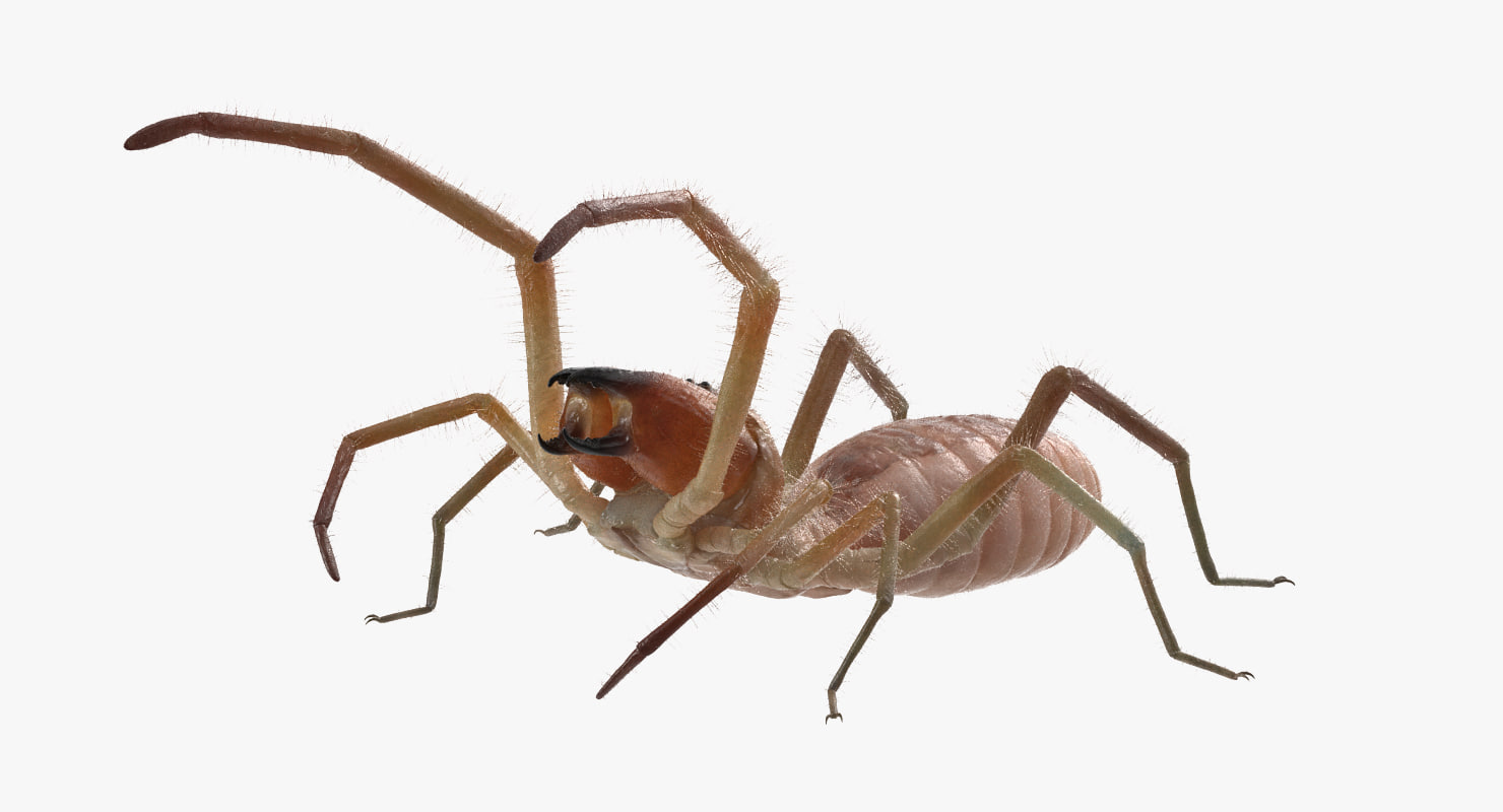 3d wind scorpion spider with fur