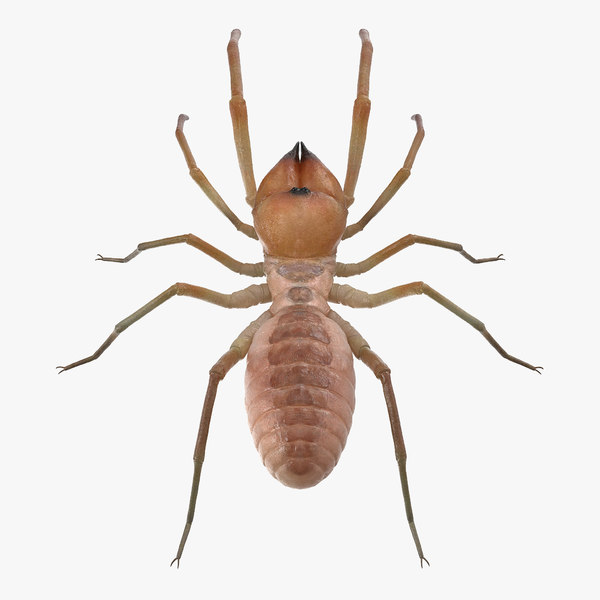 Solifugae Camel Spider 3d Turbosquid 1195551