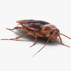 cockroach walking pose 3D