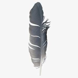 3D realistic pigeon feather