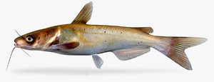 channel catfish 3D model