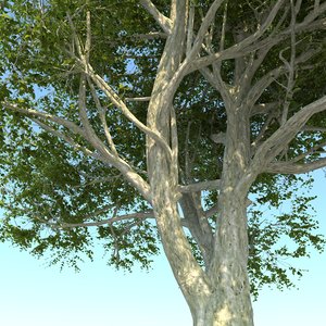 3D tree pack 2 model