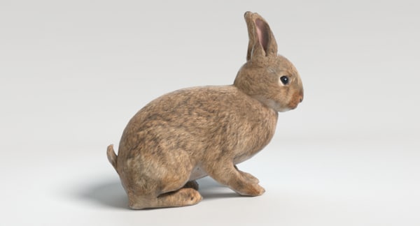 3D rabbit animations - TurboSquid 1197080