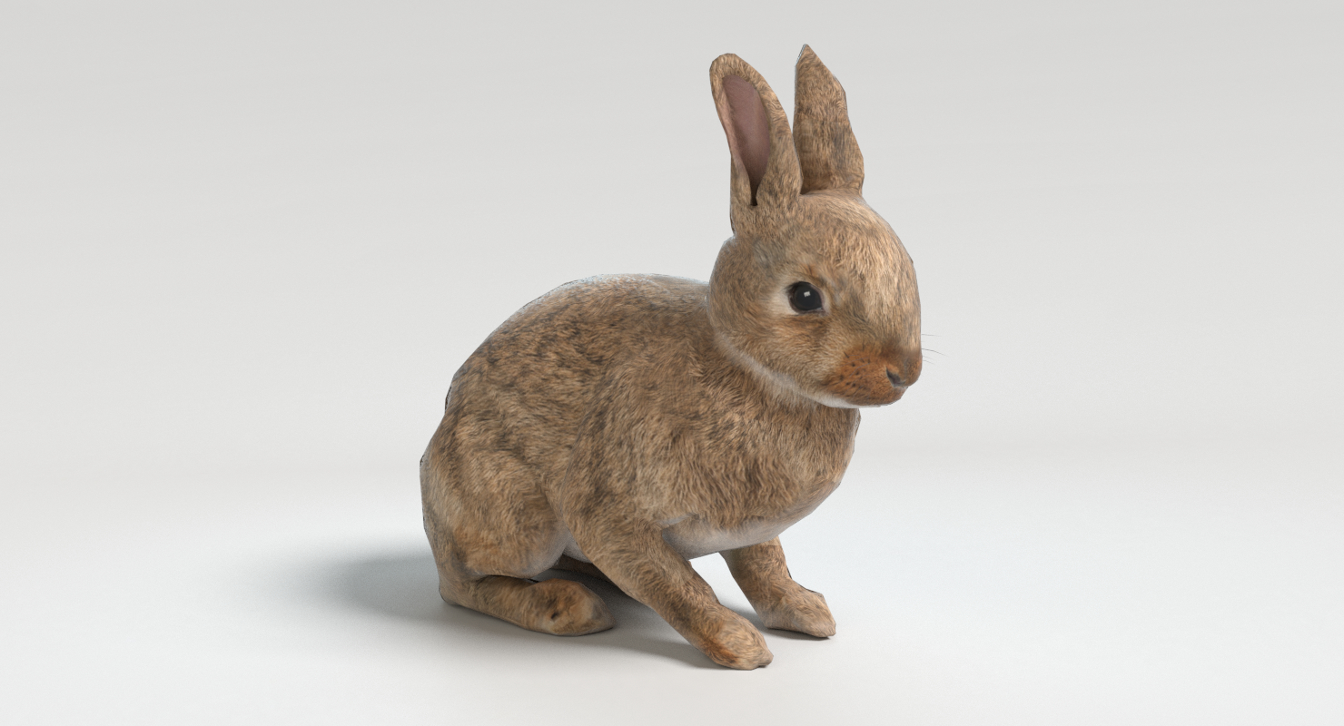 3d rabbit animations
