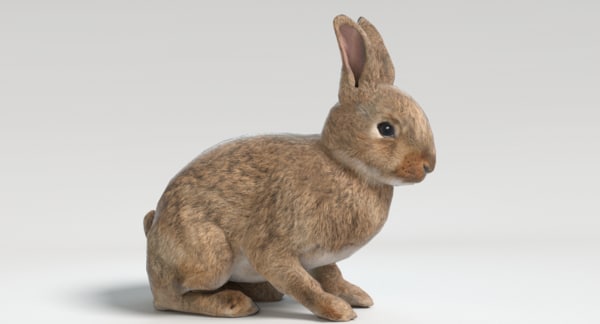 3D rabbit animations - TurboSquid 1197080