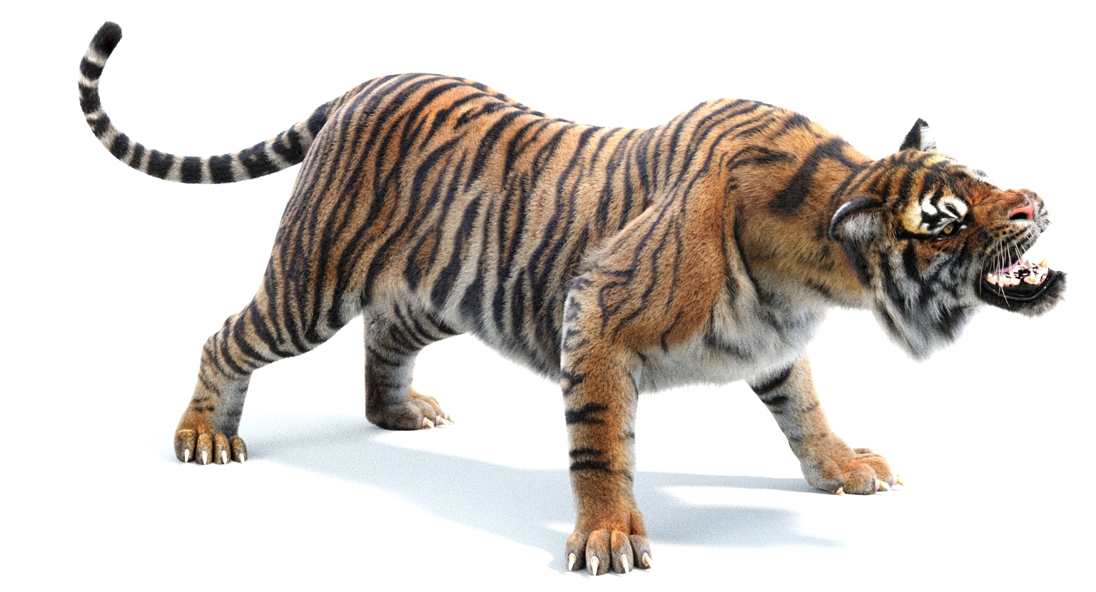3d sumatran tiger (fur, rigged)