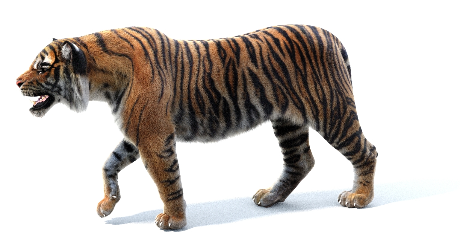 3d sumatran tiger (fur, rigged)