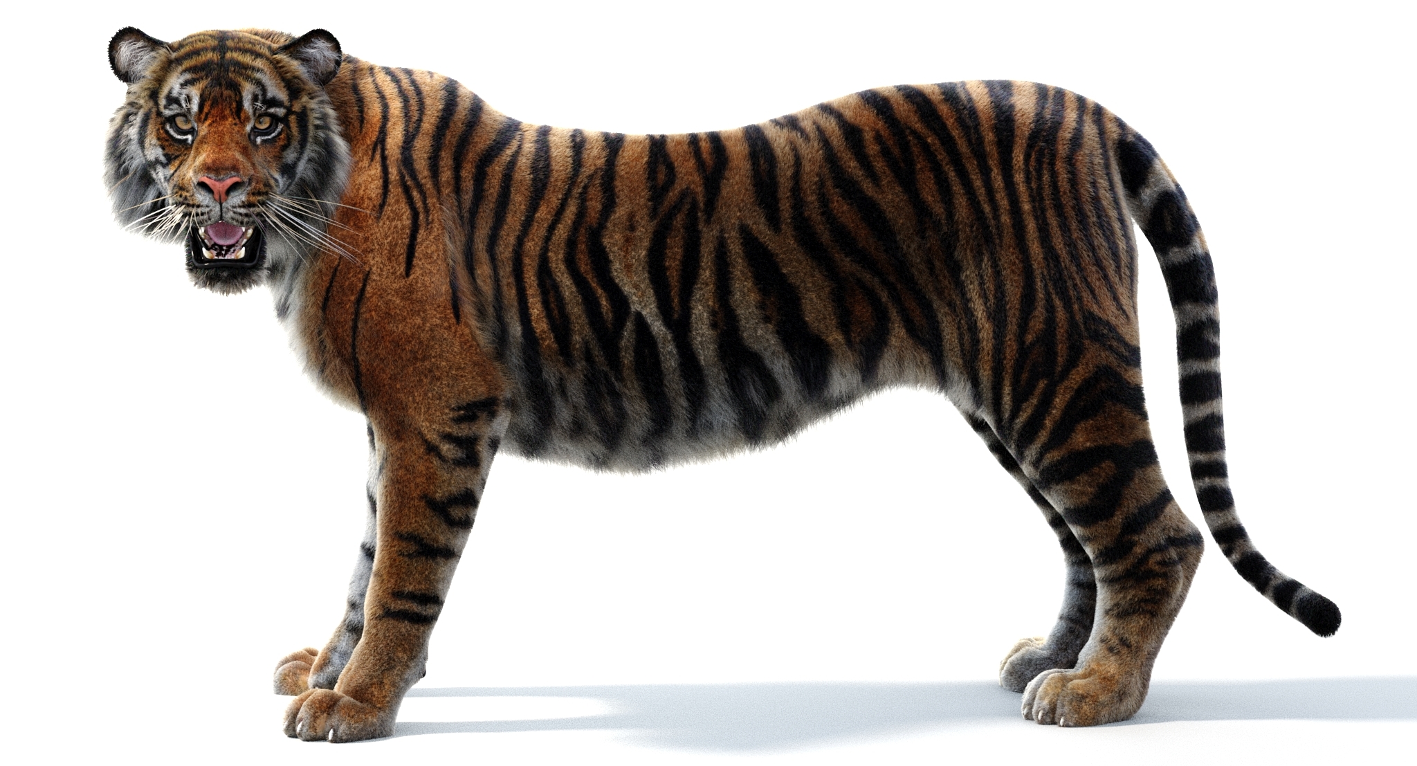 3d sumatran tiger (fur, rigged)
