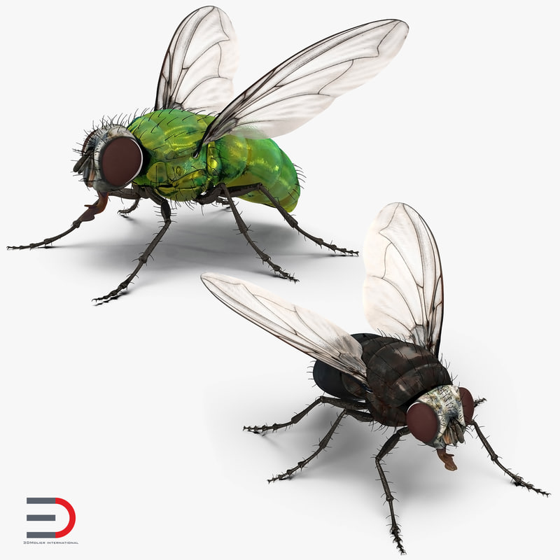 3D rigged flies - TurboSquid 1197243