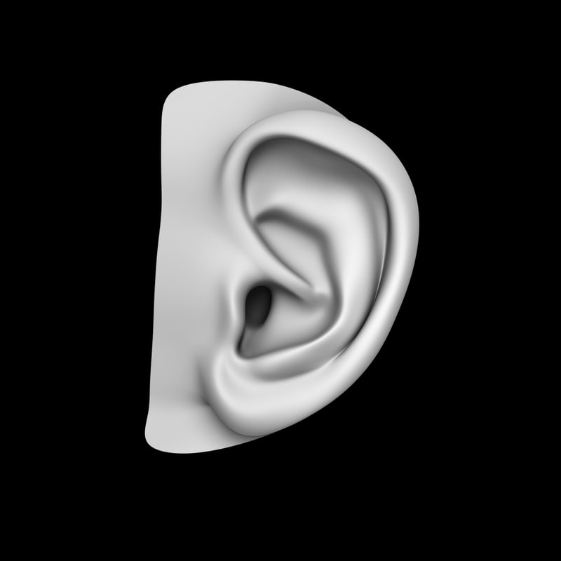 Ear anatomy 3D model - TurboSquid 1197654