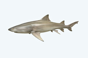 3D model shark lemon