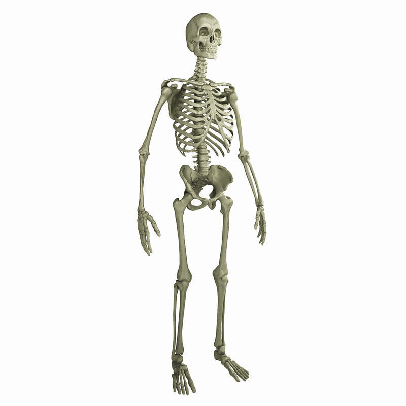 3D human skeleton - TurboSquid 1198021