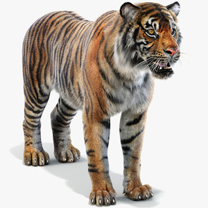 sumatran tiger fur model