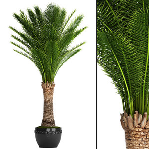 date palm 3D model