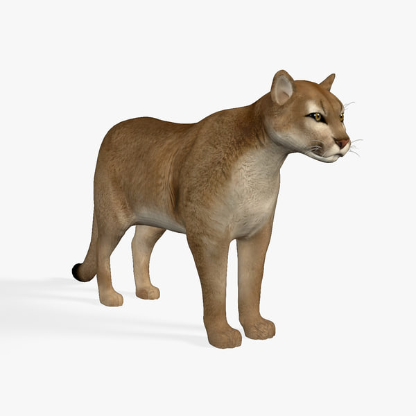 Cougar Mountain Lion 3d Model Turbosquid