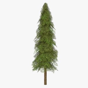 3D fir tree