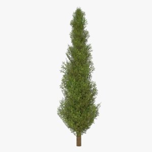 3D fir tree
