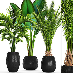 tropical plants 3D model