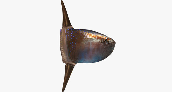 3D slender sunfish - TurboSquid 1198951