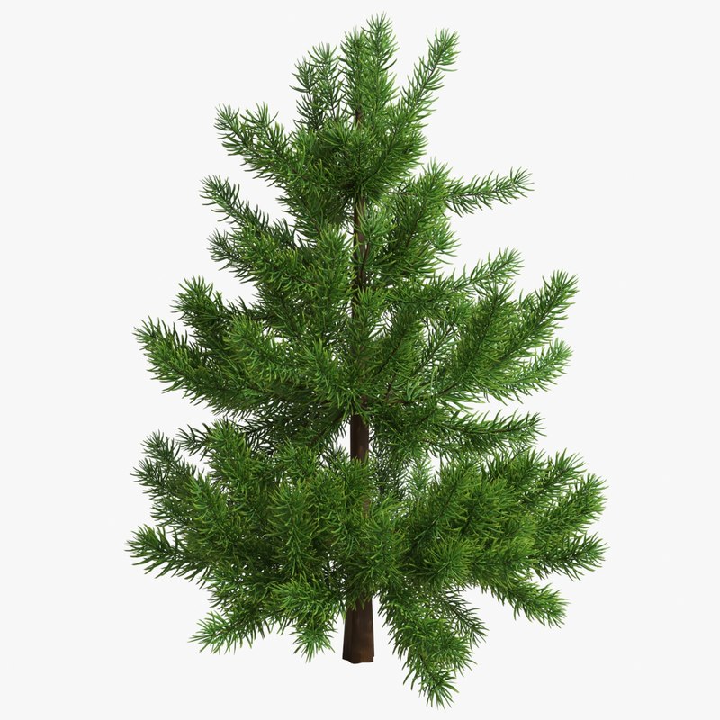 Fir Tree 3d Model - Turbosquid 1199095