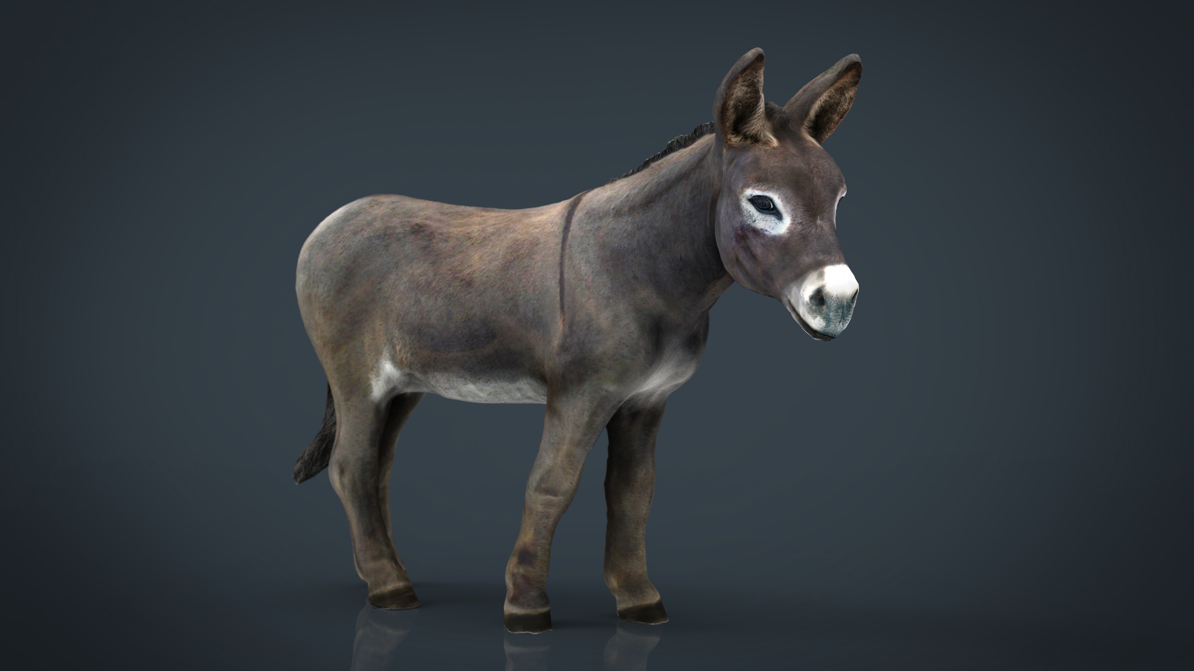 3D hd donkey - TurboSquid 1199267