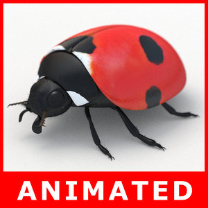 3D model ladybug lady bug