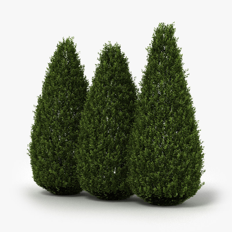  Shrubs  hedge realistic 3D  model  TurboSquid 1199312