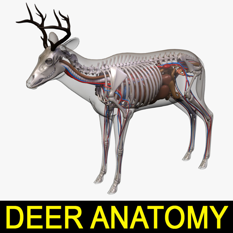 Deer anatomy 3D - TurboSquid 1199324