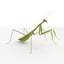 3D rigged ant mantis