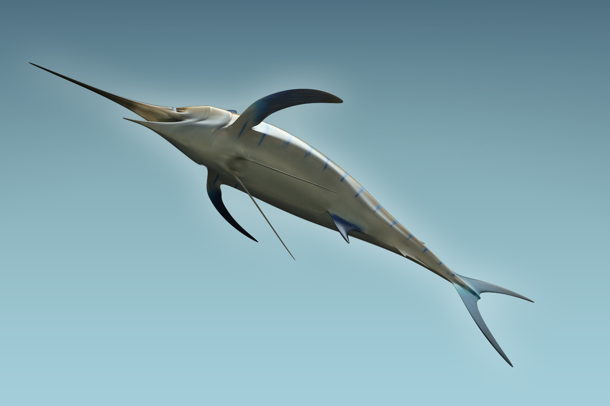 3D marlin animal model - TurboSquid 1199456