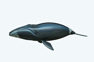 3D whale bowhead model