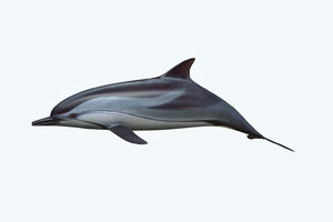 3D dolphin animal saltwater model