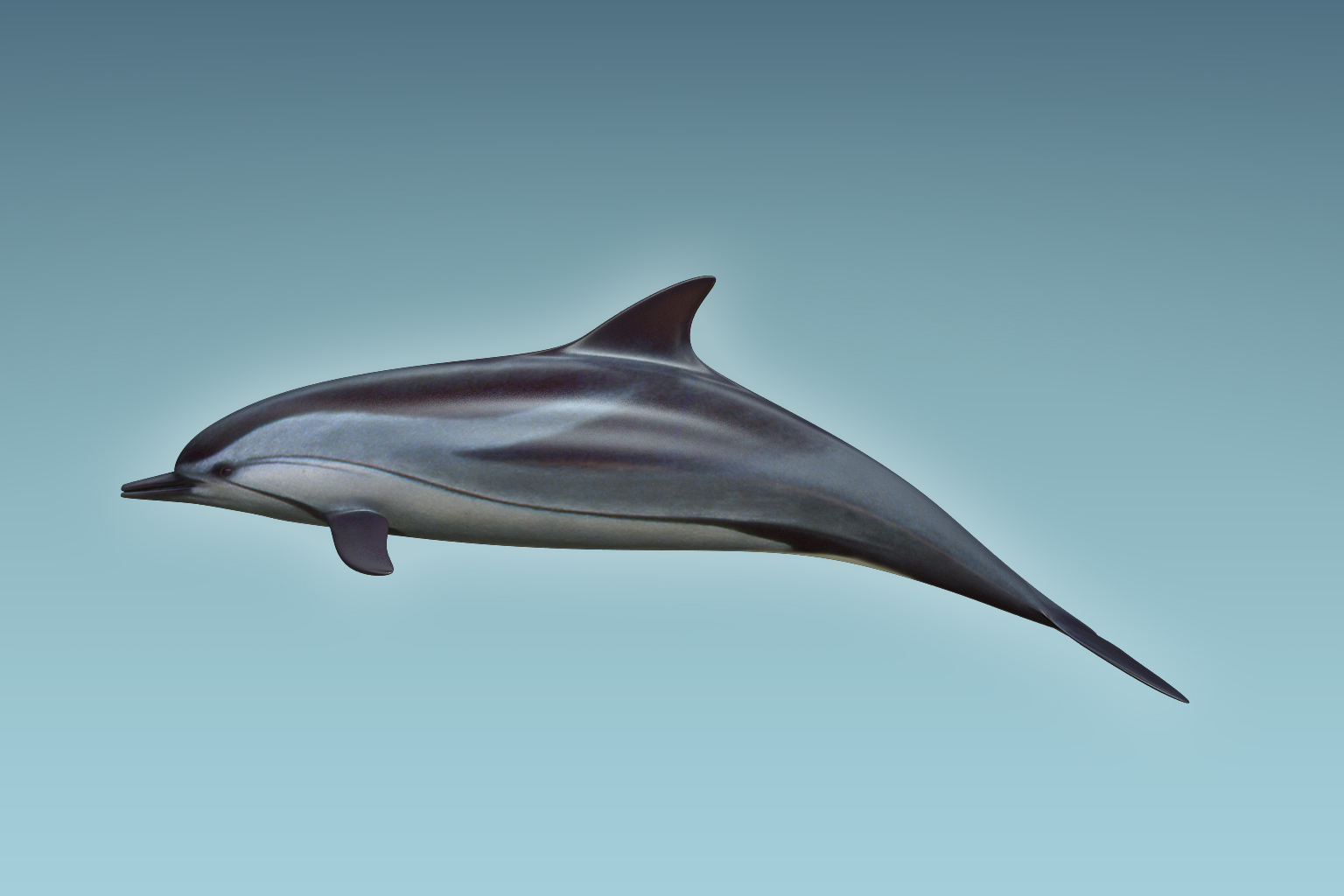 3D dolphin animal saltwater model - TurboSquid 1199652