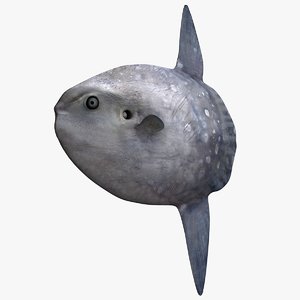 3D ocean sunfish mola