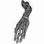 human male arm 3D